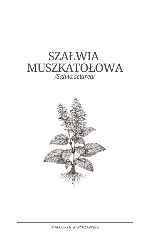 Szałwia Muszkatołowa Przewodnik PDF