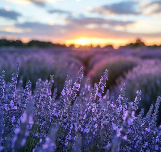 Olejek Eteryczny Lawenda Maillette - Organiczny Skarb z Francji